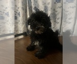 Small #8 Poodle (Miniature)