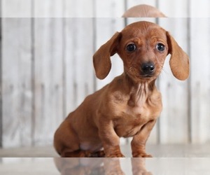 Dachshund Puppy for sale in MOUNT VERNON, OH, USA