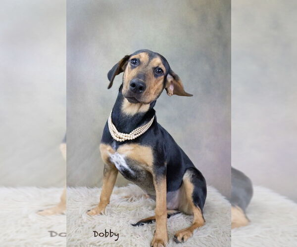 Medium Photo #2 Coonagle Puppy For Sale in Hot Springs Village, AR, USA