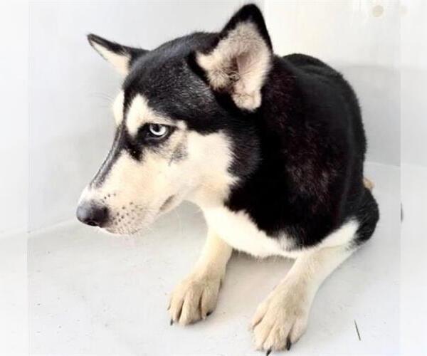 Medium Photo #2 Siberian Husky-Unknown Mix Puppy For Sale in Houston, TX, USA