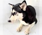 Small #1 Siberian Husky Mix
