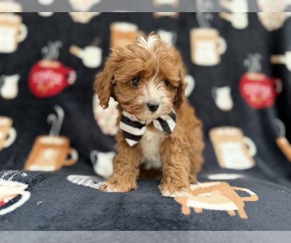 Medium Photo #5 Cavapoo (Miniature) Puppy For Sale in LAKELAND, FL, USA