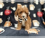 Small #4 Cavapoo (Miniature)