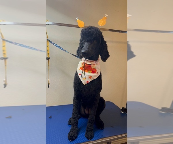 Medium Photo #1 Goldendoodle Puppy For Sale in HOUSTON, TX, USA