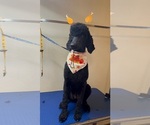 Small Photo #1 Goldendoodle Puppy For Sale in HOUSTON, TX, USA
