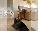 Small #8 Dutch Shepherd  Mix