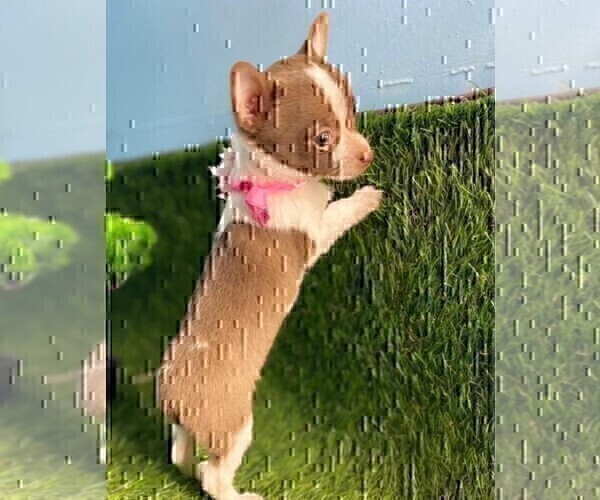 Medium Photo #29 Chihuahua Puppy For Sale in FORT LAUDERDALE, FL, USA
