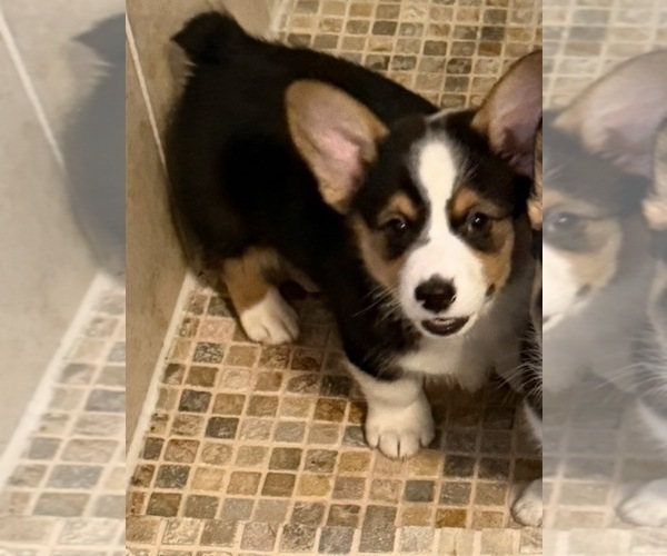 Medium Photo #26 Pembroke Welsh Corgi Puppy For Sale in INDEPENDENCE, MO, USA