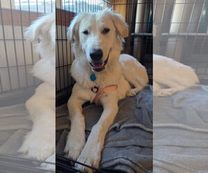 Great Pyrenees Dogs for adoption in Bountiful, UT, USA