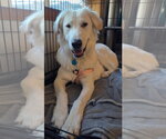 Small Great Pyrenees