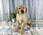 Small Photo #2 Golden Retriever Puppy For Sale in GREENWOOD, IN, USA