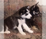 Small Photo #18 German Shepherd Dog-Siberian Husky Mix Puppy For Sale in SAINT MARYS, KS, USA