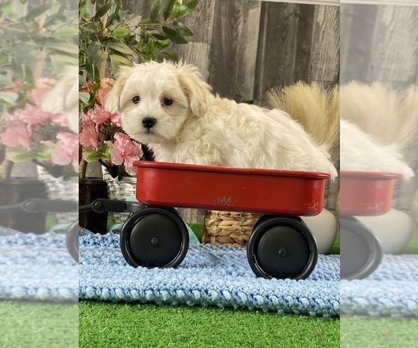 Medium Photo #2 Coton de Tulear Puppy For Sale in CANOGA, NY, USA