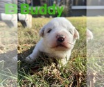 Puppy Buddy Great Pyrenees