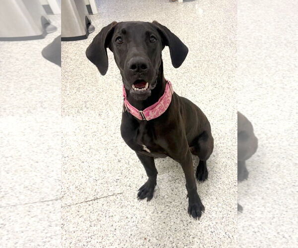 Medium Photo #4 Great Dane Puppy For Sale in Huntersville, NC, USA