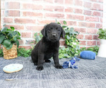 Small #10 Labrador Retriever