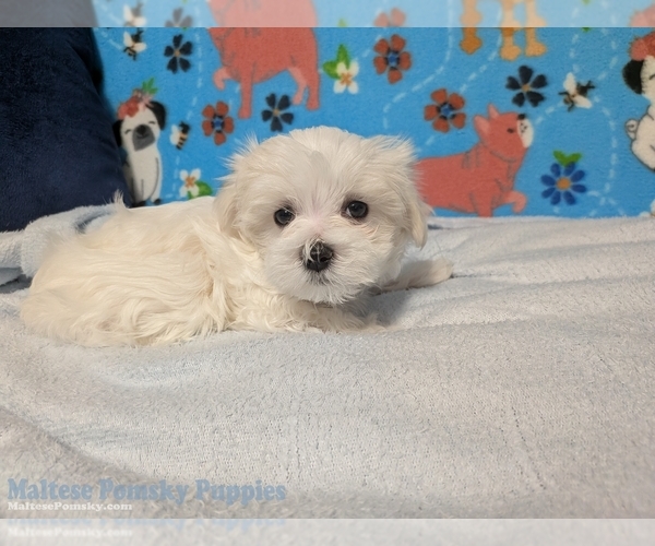 Medium Photo #4 Maltese Puppy For Sale in OCALA, FL, USA