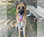 Small Photo #2 German Shepherd Dog Puppy For Sale in Riverside, CA, USA