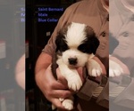 Puppy 4 Saint Bernard