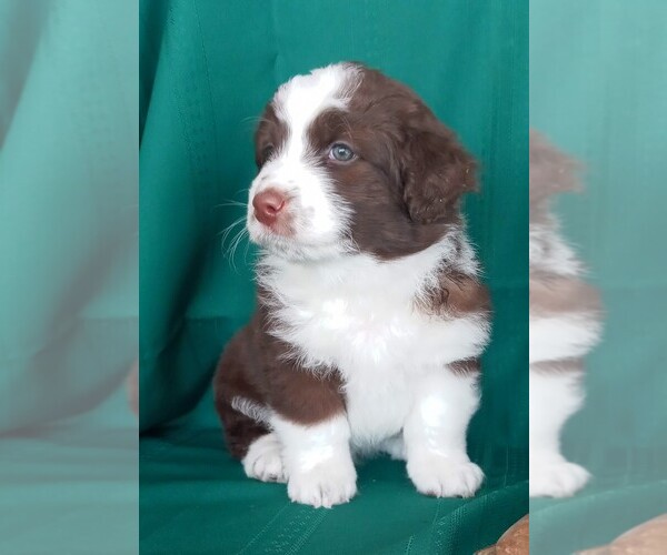 Medium Photo #5 Aussiedoodle Miniature  Puppy For Sale in LAURA, OH, USA