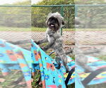 Small #8 Shih Tzu