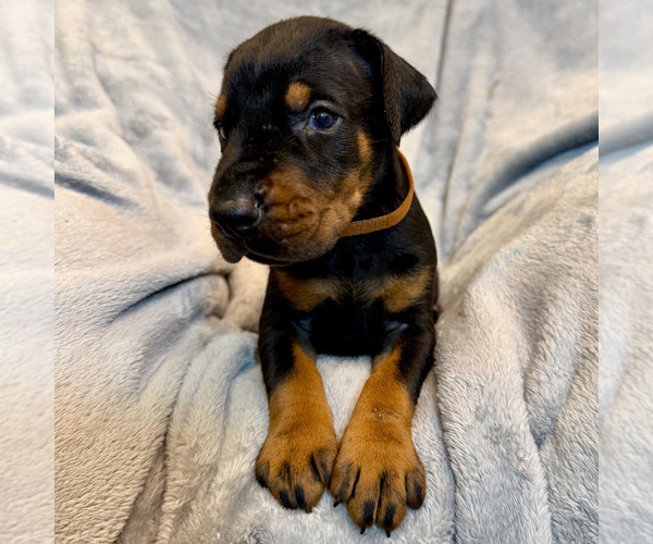 Medium Photo #19 Doberman Pinscher Puppy For Sale in LAKELAND, FL, USA