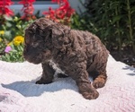 Small #8 Poodle (Toy)