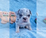 Puppy 3 French Bulldog