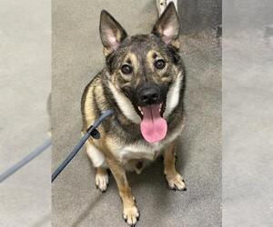 German Shepherd Dog Dogs for adoption in Forestville, MD, USA