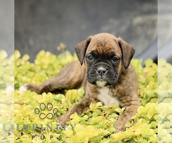 Medium Photo #5 Boxer Puppy For Sale in GORDONVILLE, PA, USA