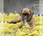 Small #4 Boxer