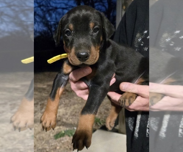 Medium Photo #8 Doberman Pinscher Puppy For Sale in BEGGS, OK, USA