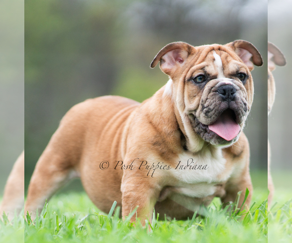 Medium Photo #1 Bulldog Puppy For Sale in WARSAW, IN, USA