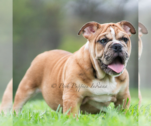 Medium Bulldog
