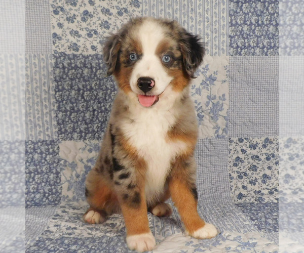 Medium Photo #1 Miniature Australian Shepherd Puppy For Sale in HARRISON, OH, USA