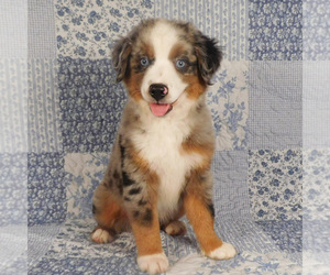 Miniature Australian Shepherd Puppy for sale in HARRISON, OH, USA
