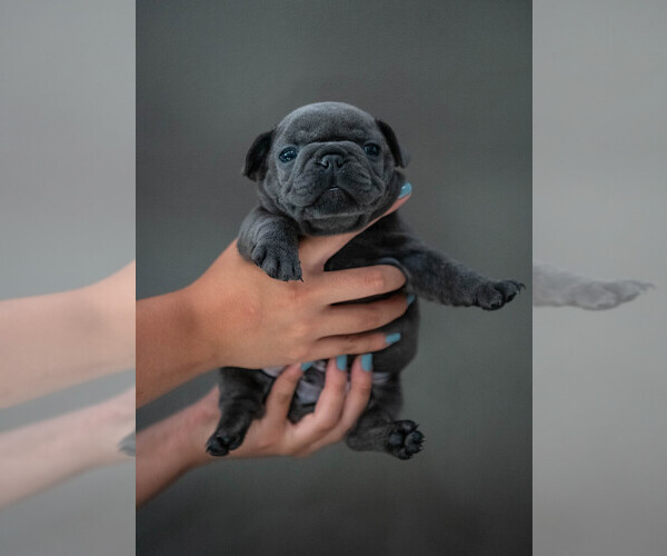 Medium Photo #1 French Bulldog Puppy For Sale in TUSTIN, CA, USA