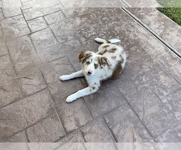 Medium Photo #2 Border Collie Puppy For Sale in CHULA VISTA, CA, USA