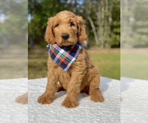 Goldendoodle Puppy for sale in FROSTPROOF, FL, USA