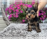 Small #3 Yorkshire Terrier