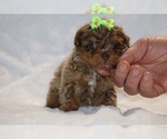 Small #12 ShihPoo