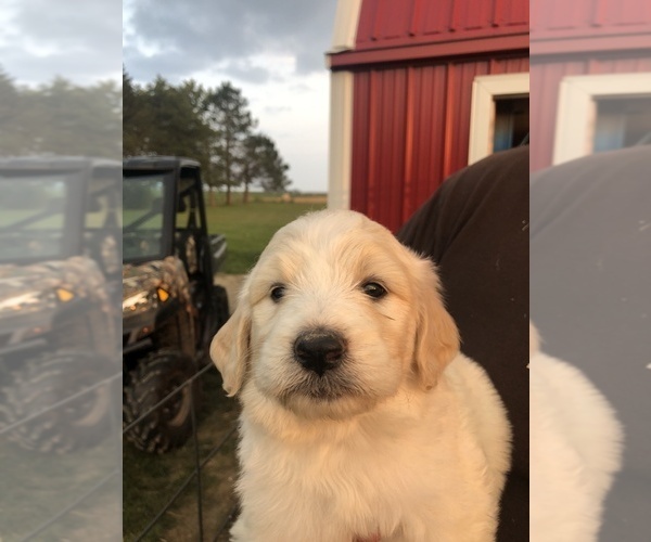 Medium Photo #2 Pyredoodle Puppy For Sale in PAULDING, OH, USA