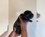 Small Photo #4 Cane Corso Puppy For Sale in MEMPHIS, TN, USA