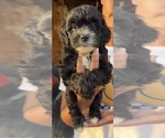 Image preview for Ad Listing. Nickname: Nola