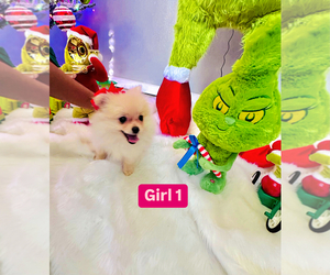 Pomeranian Puppy for sale in PALMDALE, CA, USA
