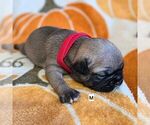 Puppy Tito Frenchie Pug