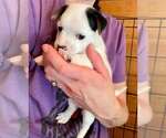 Small #6 Chihuahua Mix