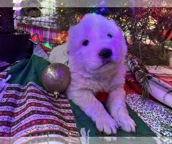 Medium Photo #6 Anatolian Pyrenees Puppy For Sale in CULDESAC, ID, USA