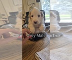 Small #2 English Shepherd