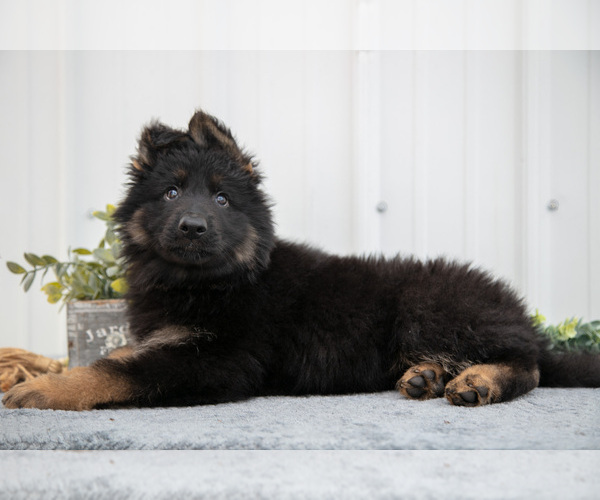 Medium Photo #17 German Shepherd Dog Puppy For Sale in SHIPSHEWANA, IN, USA